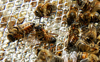 Zgnilec amerykański zaatakował pszczoły w powiecie lidzbarskim
